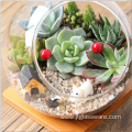 Hand Blown Faceted Glass Succulent Terrarium Geometric